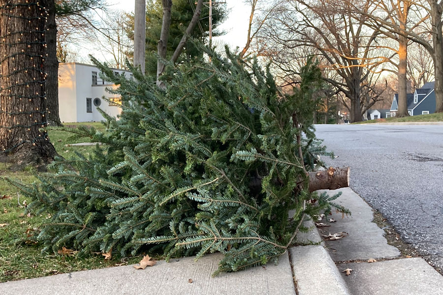 Live Christmas Tree Collection Information